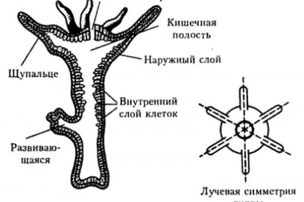 Кракен маркет только через тор скачать