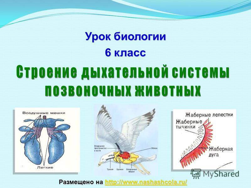 Kraken актуальный сайт